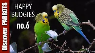 Thumbnail: Happy Budgies 6 - Budgerigar Sounds to Play for Your Parakeets | Discover PARROTS