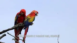 Thumbnail: Scarlet Macaws at Paradise Park, Cornwall
