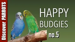 Thumbnail: Happy Budgies 5 - Budgerigar Sounds to Play for Your Parakeets | Discover PARROTS
