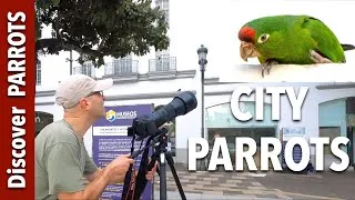 Thumbnail: City Parrots in San Jose Costa Rica | Discover PARROTS