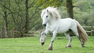 Thumbnail: Horse ASMR: 30 Minutes of Relaxing Horse Sounds