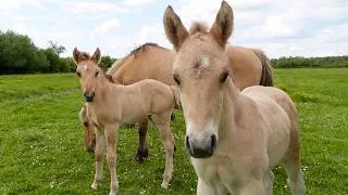 Thumbnail: 1 HOUR of BEAUTIFUL HORSES to Brighten Your Day!
