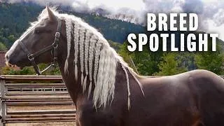 Thumbnail: Discover the South German Coldblood (Süddeutsches Kaltblut): Origin, History & Characteristics