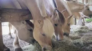 Thumbnail: The Most Relaxing Horse Video You'll Watch Today 🐴