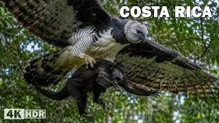 Thumbnail: WILD COSTA RICA | The Hidden Predators of the Tropical Rainforest | Nature Animal Documentary