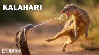 Thumbnail: WILD KALAHARI | The Battle for Life in the Heart of the Desert | Nature Animal Documentary