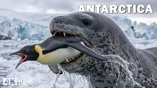 Thumbnail: WILD ANTARCTICA | Extraordinary Life at the End of the World | Nature Animal Documentary