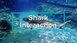 Thumbnail: Shark Interaction - Discovery Cove