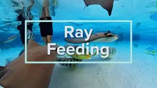 Thumbnail: Ray Feeding - Discovery Cove