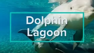 Thumbnail: Dolphin Lagoon - Discovery Cove