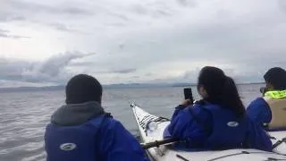 Thumbnail: Half Day Kayak Tour San Juan Island - Discovery Sea Kayaks