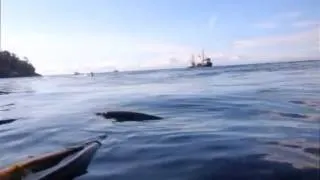 Thumbnail: Kayaking San Juan Island with Whales - Discovery Sea Kayaks