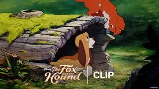 Thumbnail: Tod & Copper Meet | Official Clip | The Fox and the Hound