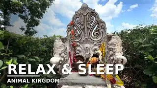 Thumbnail: 55-Minute 4K Disney Escape | Animal Kingdom During a Building Storm