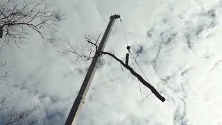 Thumbnail: TREE REMOVAL W/ CRANE - UCONN STORRS