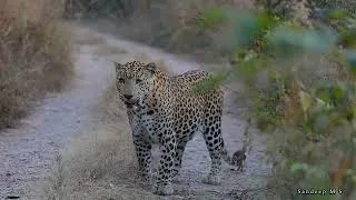 Thumbnail: Why Is a Leopard Spotted Eating Grass? Nature’s Secret Revealed | Jhalana leopard safari | Wildlife