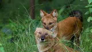 Thumbnail: Rare Wild Bond Captured in India Dholes Wilderness Love From Pench Tiger Reserve | Wildlife Document