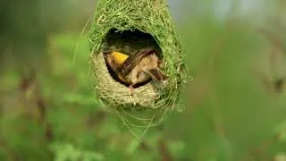 Thumbnail: Natures True Engineer Baya Weaver Creates the Most Incredible Nest | Wildlife Documentary | Nature
