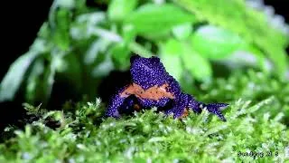 Thumbnail: Munnar Diaries | Wildlife Documentary | Macro Photography | Monsoon | Western Ghats | Kerala | Frogs