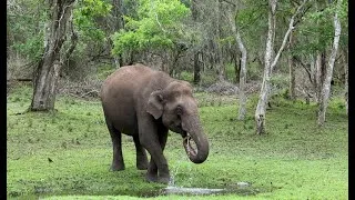 Thumbnail: World Elephant Day is celebrated every year on August 12 | Wildlife | Nature