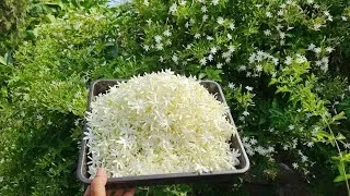 Thumbnail: Ultimate Jasmine Garden Tour:Bumper Harvest of Fresh White Jasmine Flowers!Pure Fragrance! Fresh 