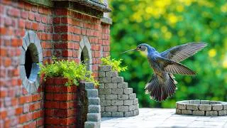 Thumbnail: I Built an Airbnb for Birds (with reactions)