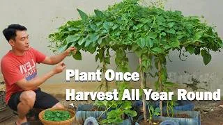 Thumbnail: Don’t Throw Away Old Plastic Bottles! Grow Vegetables This Way for Year Round Harvests