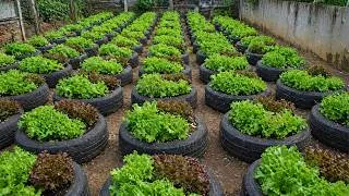 Thumbnail: Don’t Throw Away Old Tires! Grow Lettuce Salad Like This for INSANE Harvests