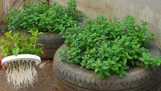 Thumbnail: Don’t Throw Away Mint Stems! Replant Them This Way for Non-Stop Harvests |ミントの茎を捨てないで！植え直せば収穫が止まらない