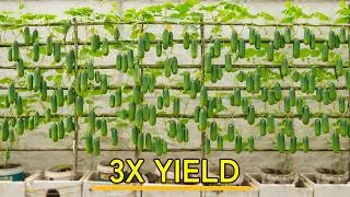 Thumbnail: Small Space? Grow Cucumbers This Way for 3X Yield!