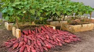 Thumbnail: Grow 3x More Sweet Potato in a Small Space! Brilliant Garden Idea