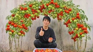 Thumbnail: Old Pallet, Big Tomato A Tomato Growing Trick That Will Surprise Everyone