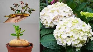 Thumbnail: Creative Propagation Methods for Endless Beautiful Flowers