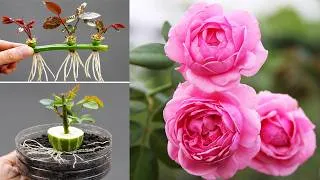 Thumbnail: How to Root Rose Cuttings Fast and Grow Beautiful Clusters of Blooms