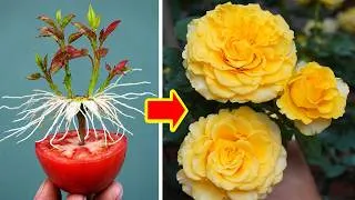 Thumbnail: Don’t Throw Away Faded Roses! Grow Roots and Blooms Again
