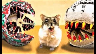 Thumbnail: I Built a CRAZY Hamster Maze with Traps and Obstacles
