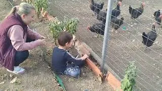 Thumbnail: Chicken feeding