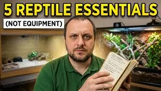Thumbnail: 5 More Essentials Every Reptile Keeper Needs (That Aren't Equipment)