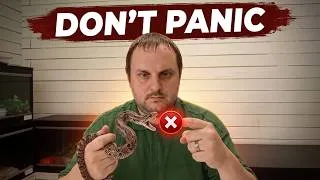 Thumbnail: What to Do If Your Pet Snake Bites You (Don't Make This Mistake!)