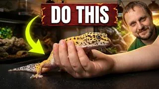 Thumbnail: How to Introduce Children to Reptiles (The Right Way!)