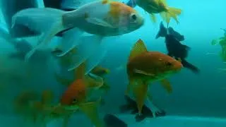 Thumbnail: #Goldfish #Aquarium #setup video....