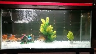 Thumbnail: Aquarium setup....3 feet...