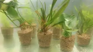 Thumbnail: #Aquarium#Plant#Setup... 😊😊😊