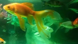 Thumbnail: #Big#Aquarium#Setup#Viral#Video...😊😊😊