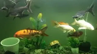 Thumbnail: #Big#Aquarium#Setup#Viral#Video...😊😊😊