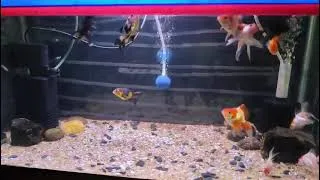 Thumbnail: #Gold#Fish#Tank#Setup.....