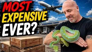 Thumbnail: Unboxing Our Most Exclusive Snake Import Ever — 30 Years in the Making