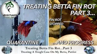 Thumbnail: Treating Betta Fin Rot - Part 3:  Quarantine And Making Progress - What Finally Started To Work
