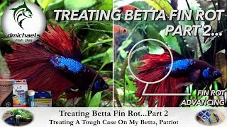 Thumbnail: Treating Betta Fin Rot - Part 2:  Medications - Treating A Tough Case Of Fin Rot On My Betta Patriot
