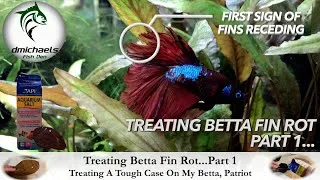 Thumbnail: Treating Betta Fin Rot - Part 1: Treating A Tough Case Of Fin Rot On My Betta, Patriot